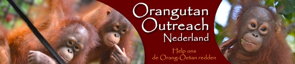 orangutan outreach nederland